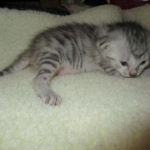 Egyptian Mau, Silver, Male, DOB 3-17-17