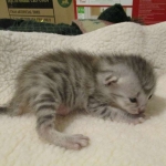 Egyptian Mau, Silver, Male, DOB 3-17-17