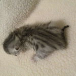 Egyptian Mau, Silver, Male, DOB 3-17-17