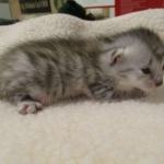 Egyptian Mau, Silver, Male, DOB 3-17-17