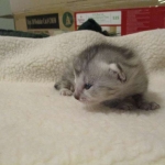Egyptian Mau, Silver, Male, DOB 3-17-17