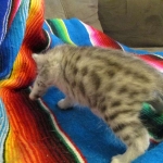 Egyptian Mau, Silver, Male, DOB 3-17-17