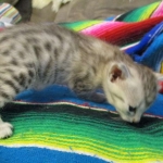 Egyptian Mau, Silver, Male, DOB 3-17-17