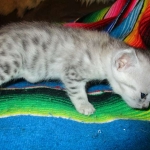 Egyptian Mau, Silver, Male, DOB 3-17-17