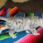 Egyptian Mau, Silver, Male, DOB 3-17-17