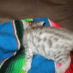 Egyptian Mau, Silver, Male, DOB 3-17-17