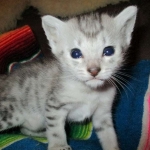 Egyptian Mau, Silver, Male, DOB 3-17-17