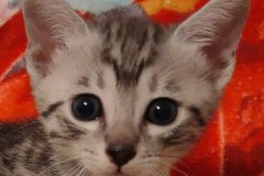 Fujin Egyptian Mau Silver Male DOB 3-19-22