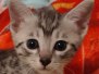 Fujin Egyptian Mau Silver Male DOB 3-19-22