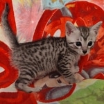 Fujin Egyptian Mau Silver Male DOB 3-19-22