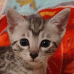 Fujin Egyptian Mau Silver Male DOB 3-19-22