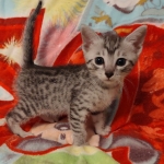 Fujin Egyptian Mau Silver Male DOB 3-19-22