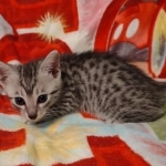 Fujin Egyptian Mau Silver Male DOB 3-19-22