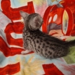 Fujin Egyptian Mau Silver Male DOB 3-19-22