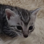 Fujin Egyptian Mau Silver Male DOB 3-19-22