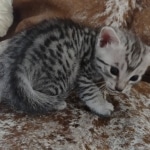 IFujin Egyptian Mau Silver Male DOB 3-19-22