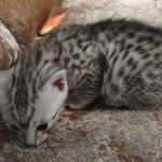 Fujin Egyptian Mau Silver Male DOB 3-19-22