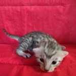 Mau silver Male DOB 3-19-22