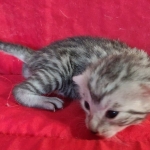 Mau silver Male DOB 3-19-22