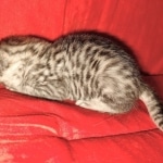 Mau silver Male DOB 3-19-22