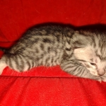 Mau silver Male DOB 3-19-22