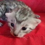 Mau silver Male DOB 3-19-22