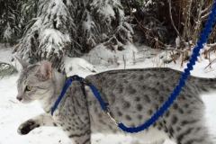 Maverick (Riki)Egyptian Mau Silver Male DOB 3-29-14