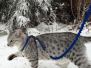 Maverick (Riki)Egyptian Mau Silver Male DOB 3-29-14