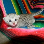 Mau Silver Male #2 DOB 32914 007-800