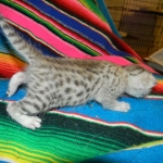 Mau Silver Male #2 DOB 32914 008-800