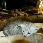 Mau Silver Male #2 DOB 32914 014-800