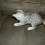 Mau Silver Male #2 DOB 32914 023-800