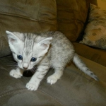 Mau Silver Male #2 DOB 32914 024-800