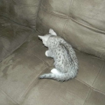 Mau Silver Male #2 DOB 32914 025-800