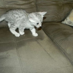 Mau Silver Male #2 DOB 32914 027-800