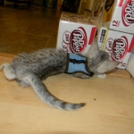 Mau Silver Male #2 DOB 32914 029-800