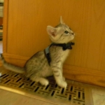 Mau Silver Male #2 DOB 32914 033-800
