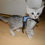 Mau Silver Male #2 DOB 32914 042-800