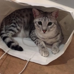Maverick in bag.jpg