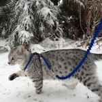 Maverick in snow.jpg