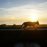 Maverick in window.jpg