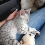 On the trip home