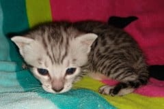 Sprinkles Egyptian Mau silver male #1 DOB 3-3-20