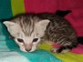 Sprinkles Egyptian Mau silver male #1 DOB 3-3-20