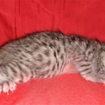 Egyptian Mau, silver, Male, DOB 3-3-20