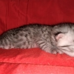 Egyptian Mau, silver, Male, DOB 3-3-20