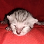 Egyptian Mau, silver, Male, DOB 3-3-20