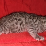 Egyptian Mau, silver, Male, DOB 3-3-20