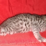 Egyptian Mau, silver, Male, DOB 3-3-20