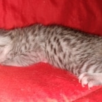 Egyptian Mau, silver, Male, DOB 3-3-20